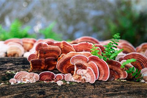  Fideos de Ganoderma Lucidum ¿Un festín terroso y umami que saciará tus deseos culinarios?