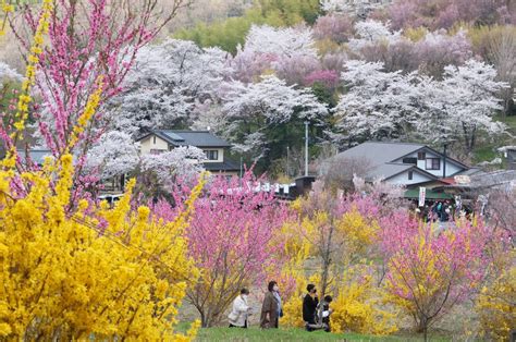 福島 花見山公園 ライブカメラ 桜の季節に映し出される時間の流れ