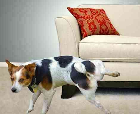 How to Get Dogs to Stop Peeing on Furniture: A Guide to Understanding Canine Behavior and Beyond