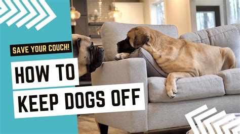 How to Keep Dog Off Furniture When Not Home: A Symphony of Strategies and a Dash of Whimsy