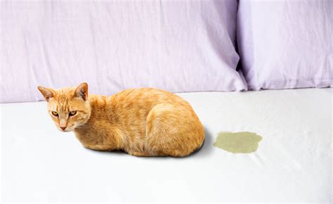 Why Cats Pee on Furniture: A Feline Rebellion Against Modern Interior Design